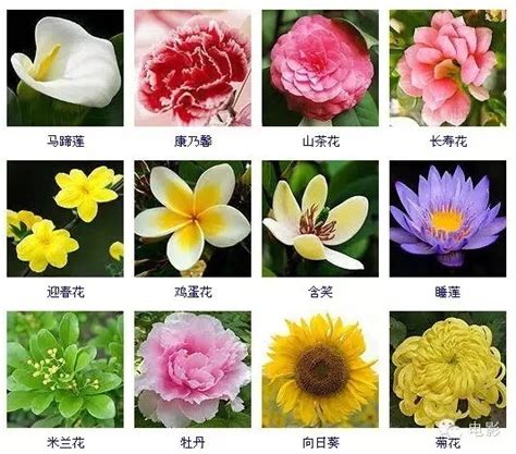 花有幾種|花卉種類圖譜指南：認識百種花卉，讓你變身花卉達人 